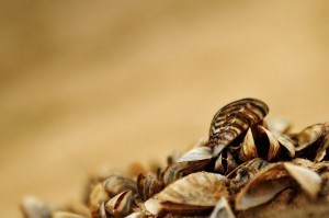 Zebra muskuiluaren larbak